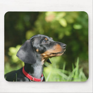 Black and Tan Miniture Dachshund 3 Mouse Pad