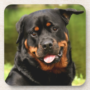 Black and Tan Rottweiler Puppy Dog Coaster