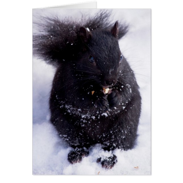 Black And White (Front)