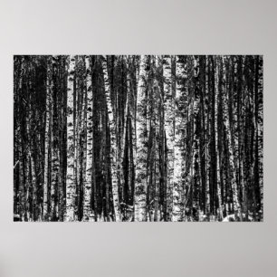 Black and White Abstract Birch Forest Poster