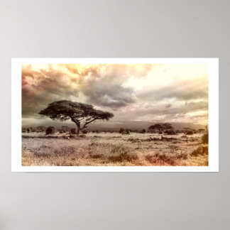 Black and White Acacia on the African Savanna Post Poster