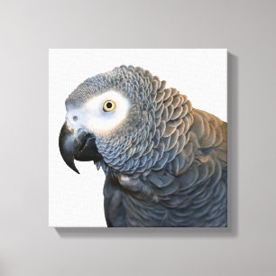 Black and White African Grey Parrot Canvas Print