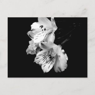 Black and White Alstroemeria Lily Postcard
