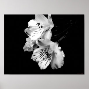 Black and White Alstroemeria Lily Poster