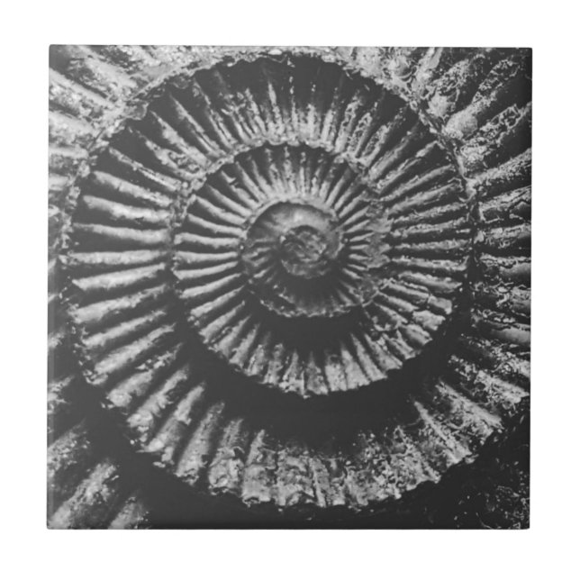 Black and white ammonite ceramic tile (Front)