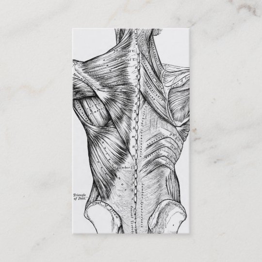Black And White Anatomy Art Back Muscles 1890 Business Card Zazzle Com Au