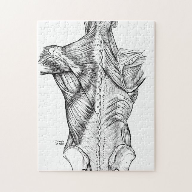 Black and White Anatomy Art Back Muscles (1890) Jigsaw Puzzle (Vertical)