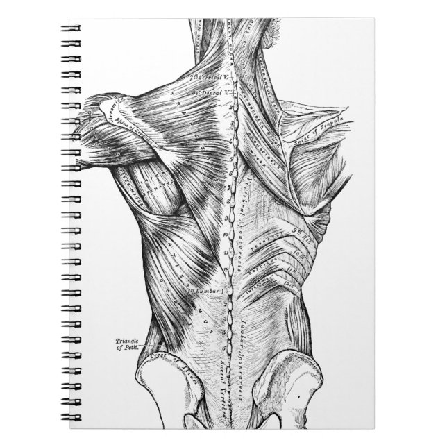 Black and White Anatomy Art Back Muscles (1890) Notebook (Front)