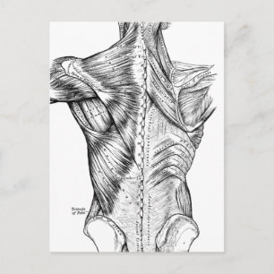 Black and White Anatomy Art Back Muscles (1890) Postcard