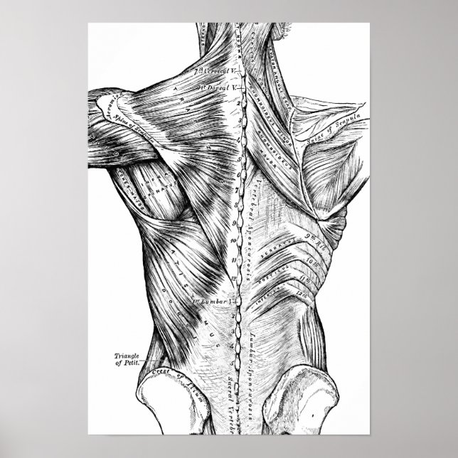 Black and White Anatomy Art Back Muscles (1890) Poster (Front)