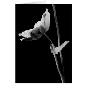 Black and White Anemone Card