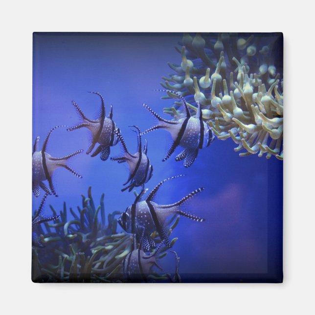 Black and White Angelfish in Deep Blue Sea Magnet (Front)