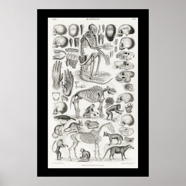 Black and White Animal Skeleton Skulls Mammalia Poster (Front)