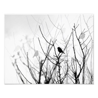 Black and white art photo, nature, birds, trees photo print