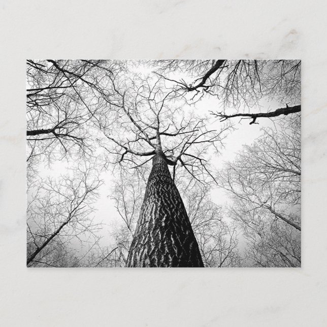 Black and White Autumn Tree Forest Photography Postcard (Front)