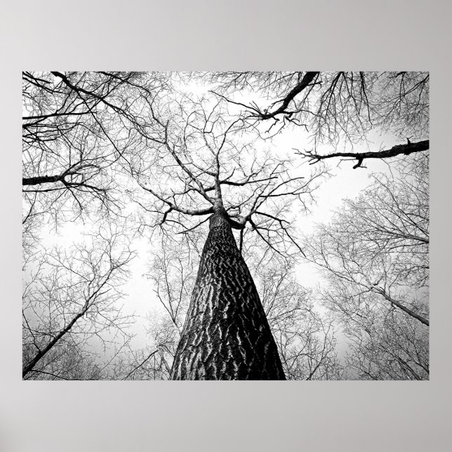 Black and White Autumn Tree Forest Poster (Front)