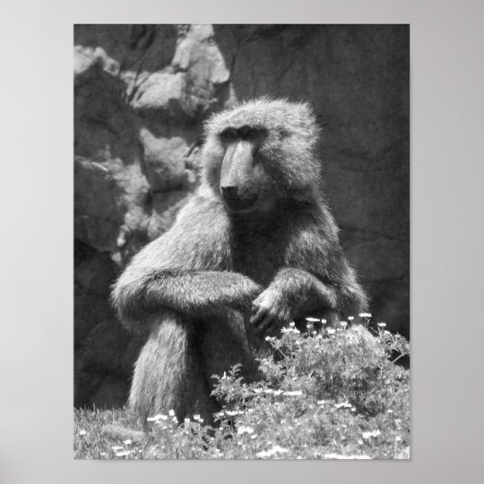 Black And White Baboon Photo Poster