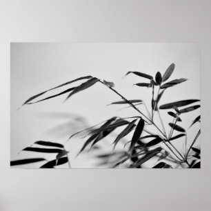 Black and White Bamboo Fargesia dracocephala 'Rufa Poster