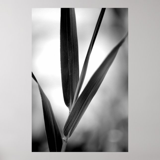 Black and white bamboo foliage poster (Front)