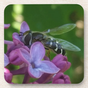 Black and White Bee Polinating Purple Lilacs Coaster