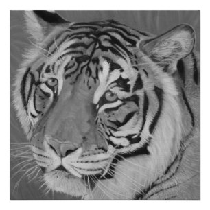 black and white big cat painting of tiger wildlife poster