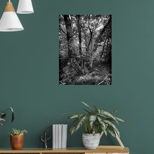 black and white birch forest poster (Living Room 1)