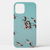BLACK AND WHITE BIRDS