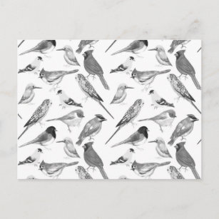 Black and white birds postcard