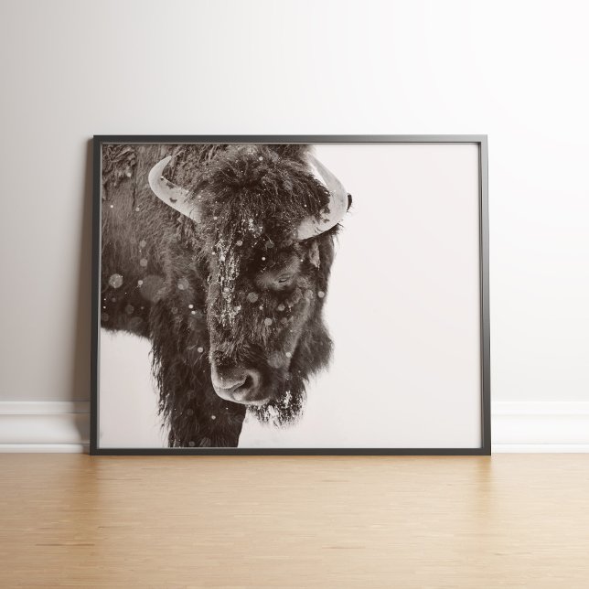Black and White Bison Wall Art (Snow-dusted American Bison Farmhouse Poster in a black wooden frame.)