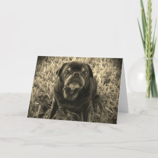 black and white Black Pug greeting card