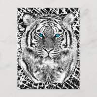 Black And White Blue Eyes wild Tiger face