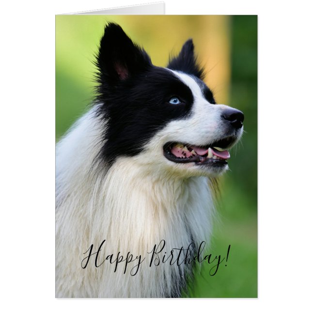 Black and White Border Collie Dog (Front)