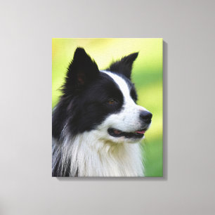 Black and White Border Collie Dog Canvas Print
