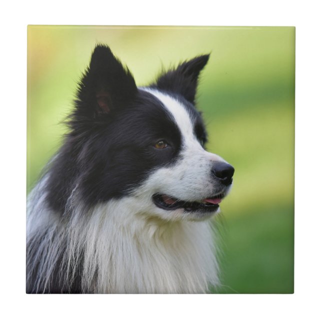 Black and White Border Collie Dog Ceramic Tile (Front)