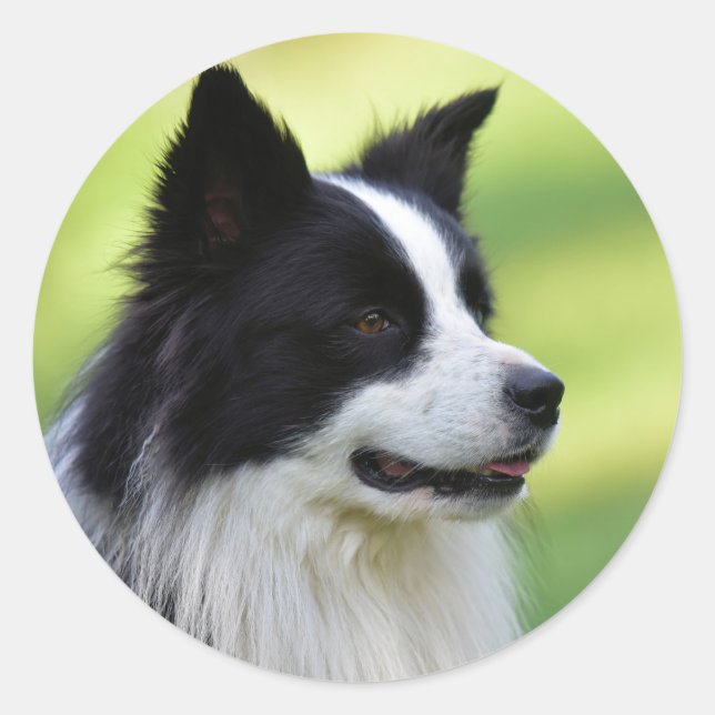 Black and White Border Collie Dog Classic Round Sticker (Front)