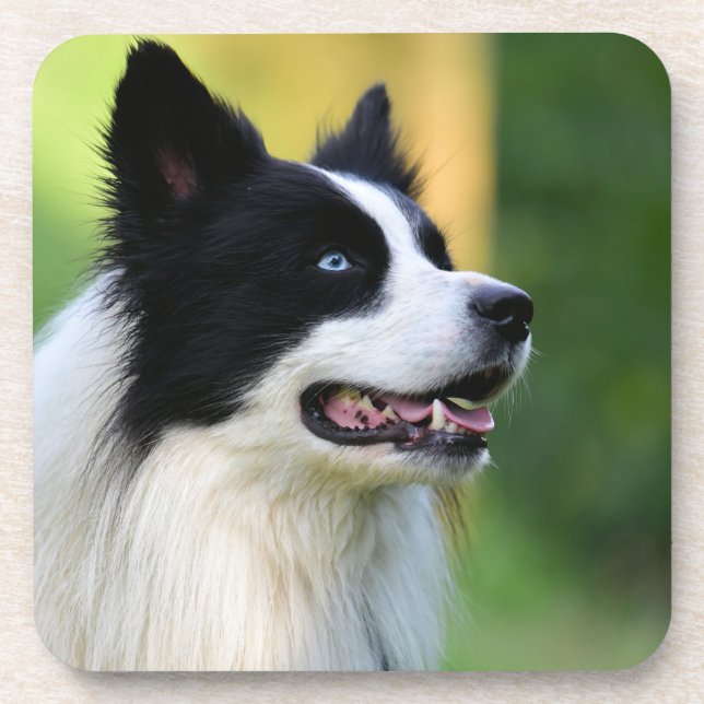 Black and White Border Collie Dog Coaster (Front)