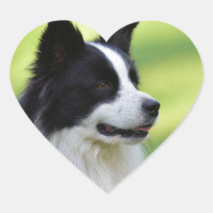 Black and White Border Collie Dog Heart Sticker