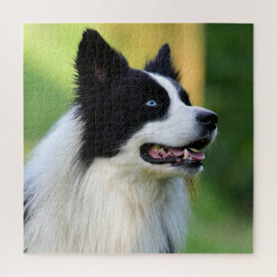 Black and White Border Collie Dog Jigsaw Puzzle