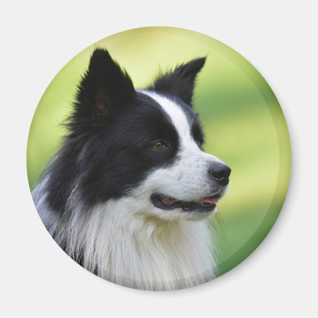 Black and White Border Collie Dog Magnet (Front)