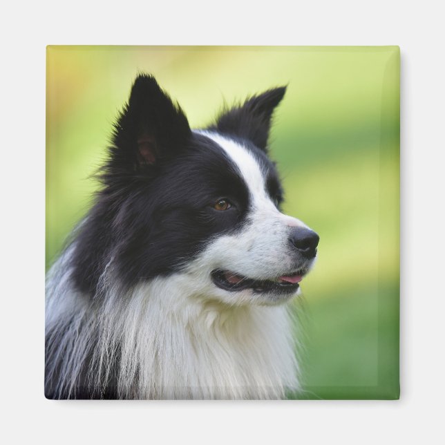 Black and White Border Collie Dog Magnet (Front)