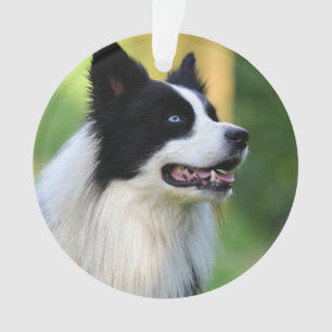 Black and White Border Collie Dog Ornament