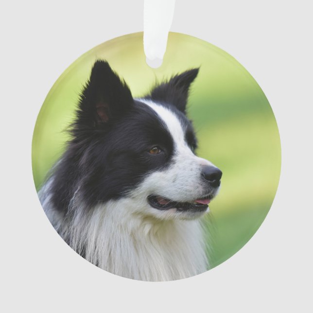 Black and White Border Collie Dog Ornament (Front)