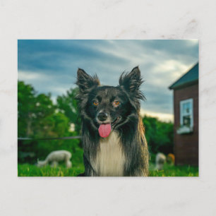 Black and White Border Collie Dog Postcard