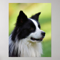 Black and White Border Collie Dog