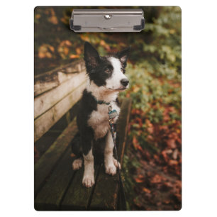 Black and White Border Collie on Park Bench Clipboard