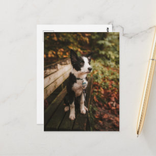 Black and White Border Collie on Park Bench Postcard