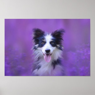 Black And White Border Collie Poster