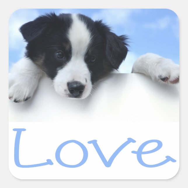Black And White Border Collie Puppy Dog Blue Love Square Sticker (Front)