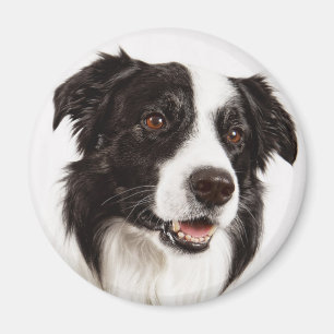 Black And White Border Collie Puppy Dog Magnet