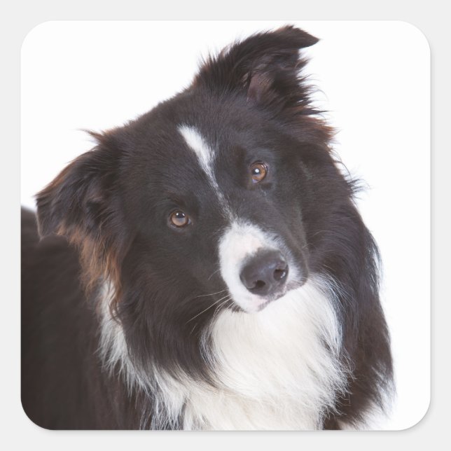 Black And White Border Collie Puppy Dog Square Sticker (Front)